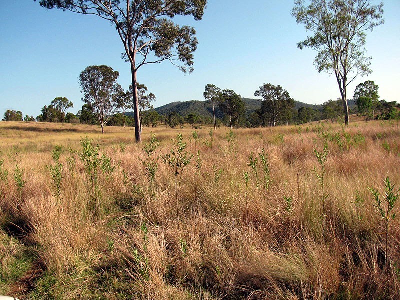 Lot 81 Deep Creek Road, Calliope QLD 4680