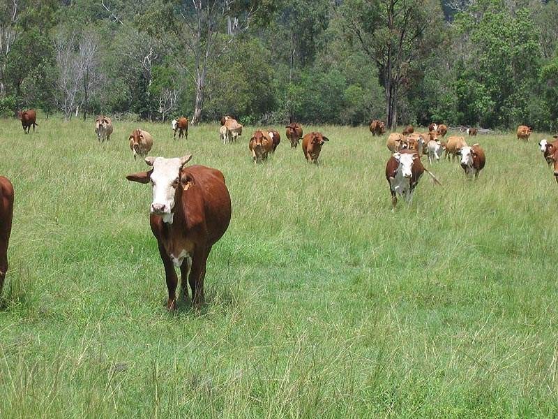 46663 Bruce Highway, Foreshores QLD 4678