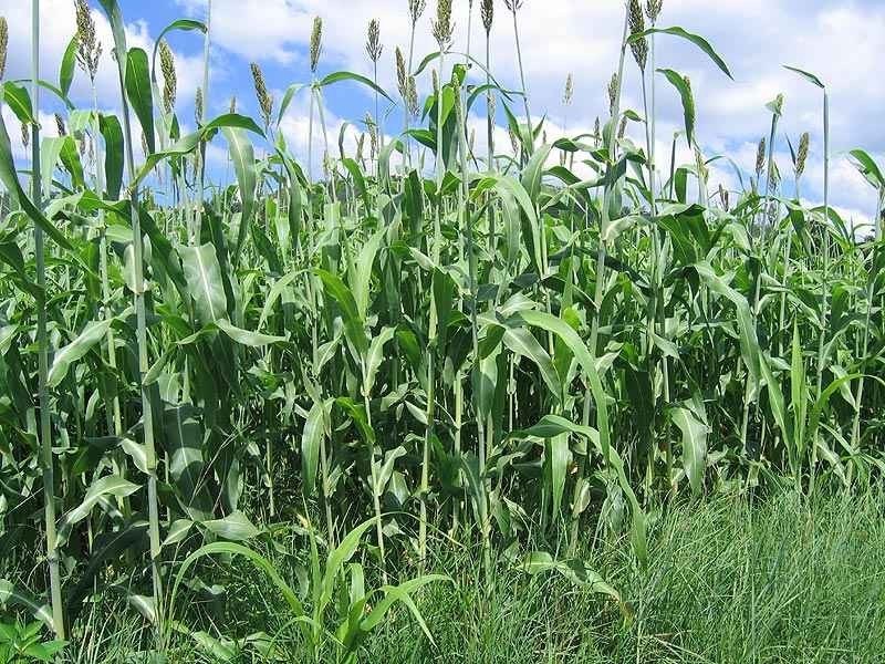 46663 Bruce Highway, Foreshores QLD 4678