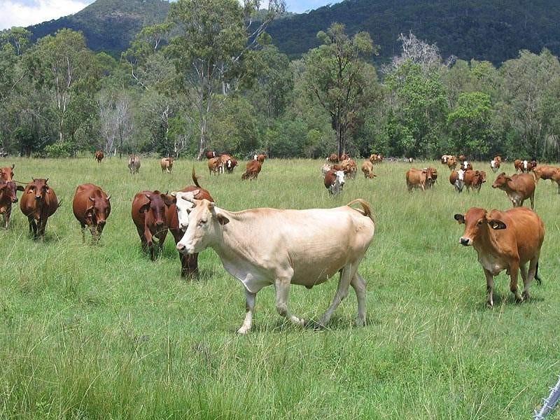 46663 Bruce Highway, Foreshores QLD 4678