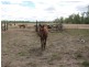 430 Playfields Road, Dululu QLD 4702