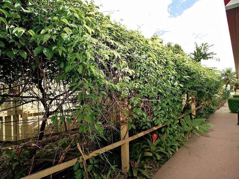 119 Henderson Road, Burpengary QLD 4505