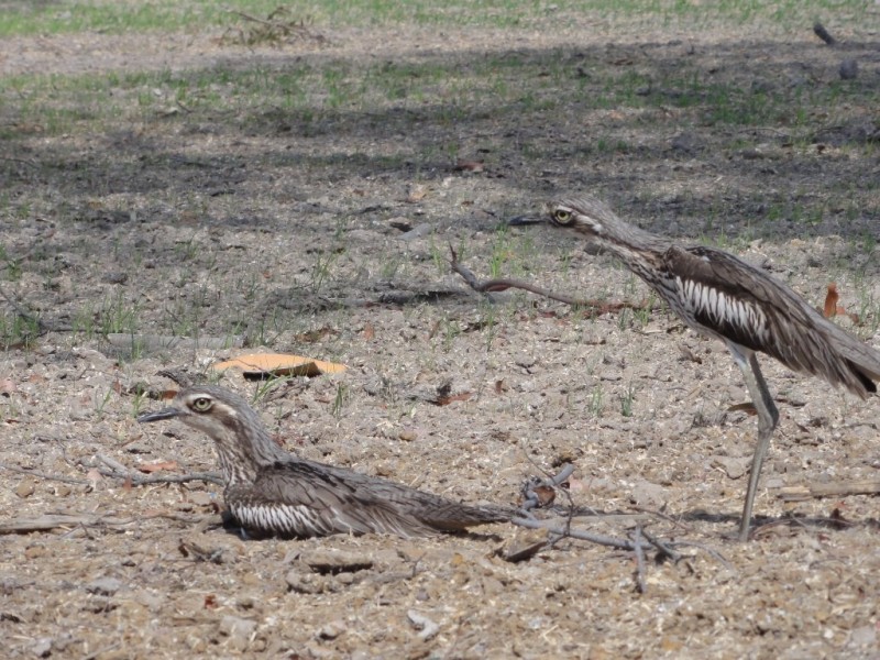 Lot 25 Scrub Wren Court, Burpengary QLD 4505