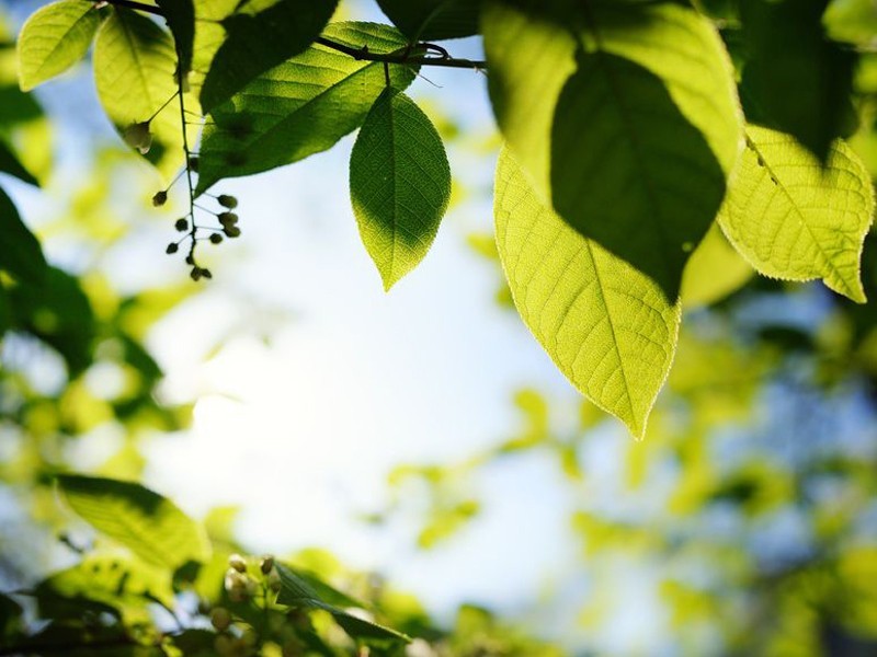 Lot 1 Rainforest Drive, Burpengary QLD 4505