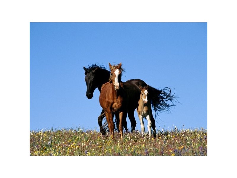 271 Rowley Road, Burpengary QLD 4505