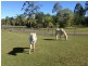 14-16 Walnut Court, Burpengary QLD 4505
