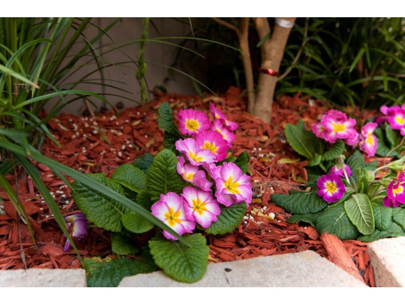 5/333 Ernest Street, Neutral Bay NSW 2089