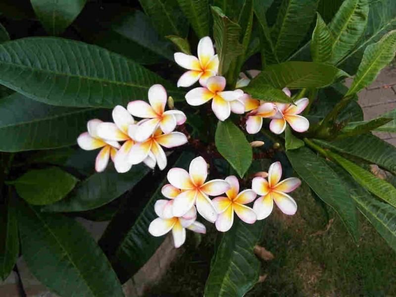 5/333 Ernest Street, Neutral Bay NSW 2089