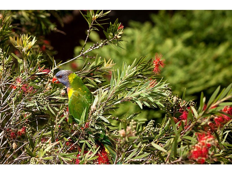 29/21 Harrison Street, Neutral Bay NSW 2089