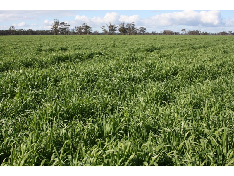 238 Chapples Road, Kybybolite SA 5262