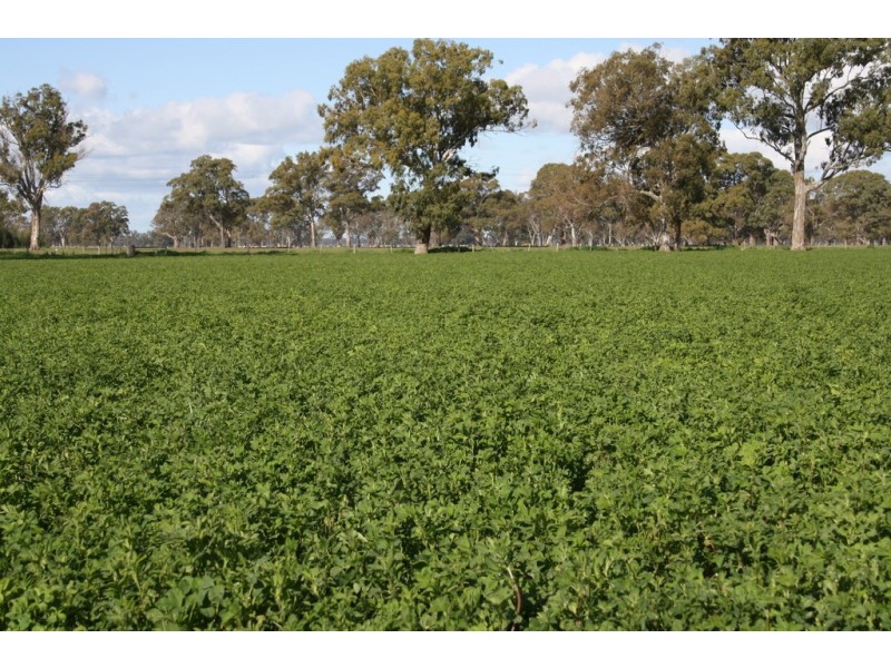 238 Chapples Road, Kybybolite SA 5262