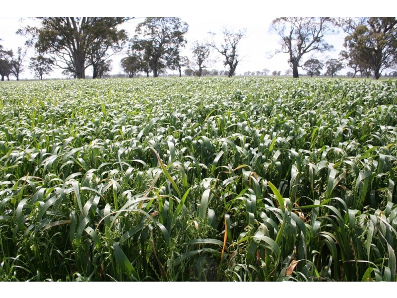 538 Jessie Road, Naracoorte SA 5271