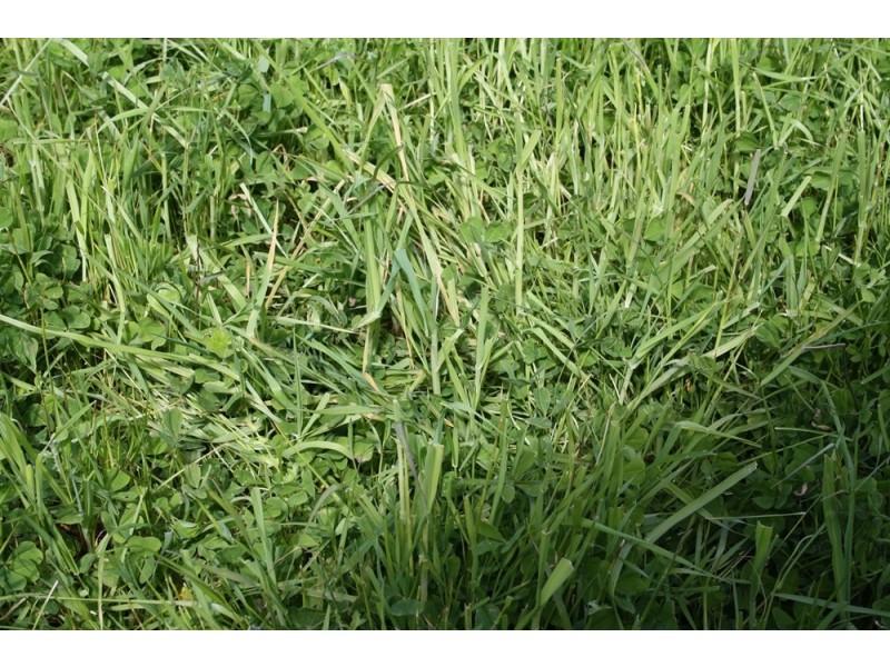 538 Jessie Road, Naracoorte SA 5271