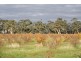 1760 Cadgee Road, Naracoorte SA 5271