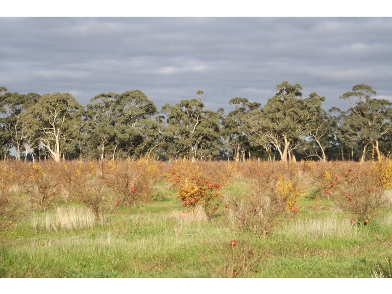 1760 Cadgee Road, Naracoorte SA 5271