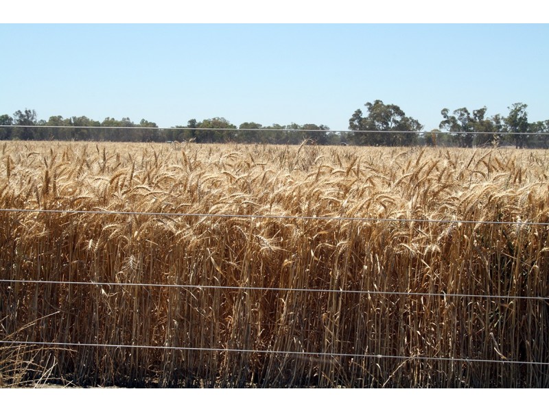 260 Crinogle Road, Frances SA 5262