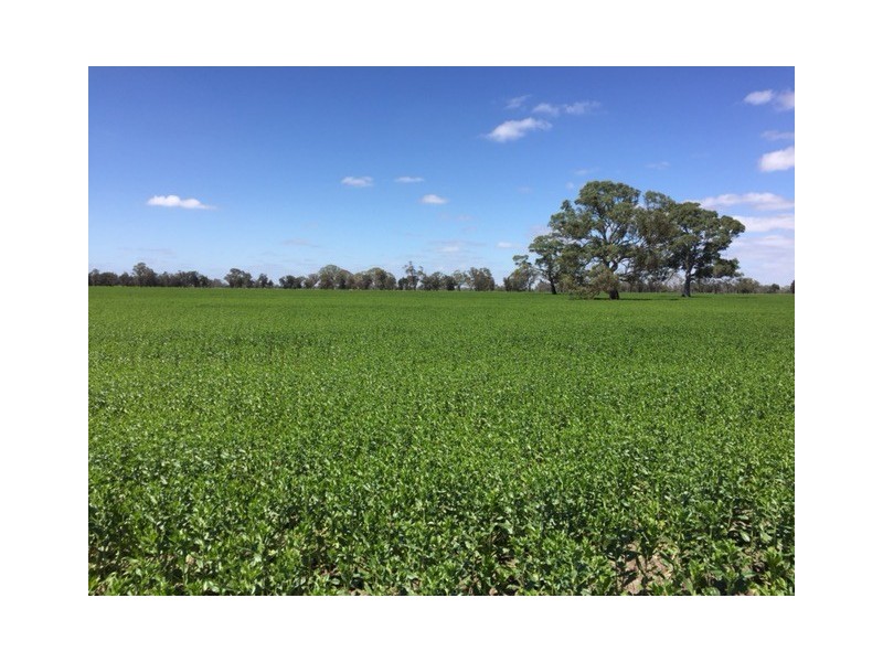 260 Crinogle Road, Frances SA 5262