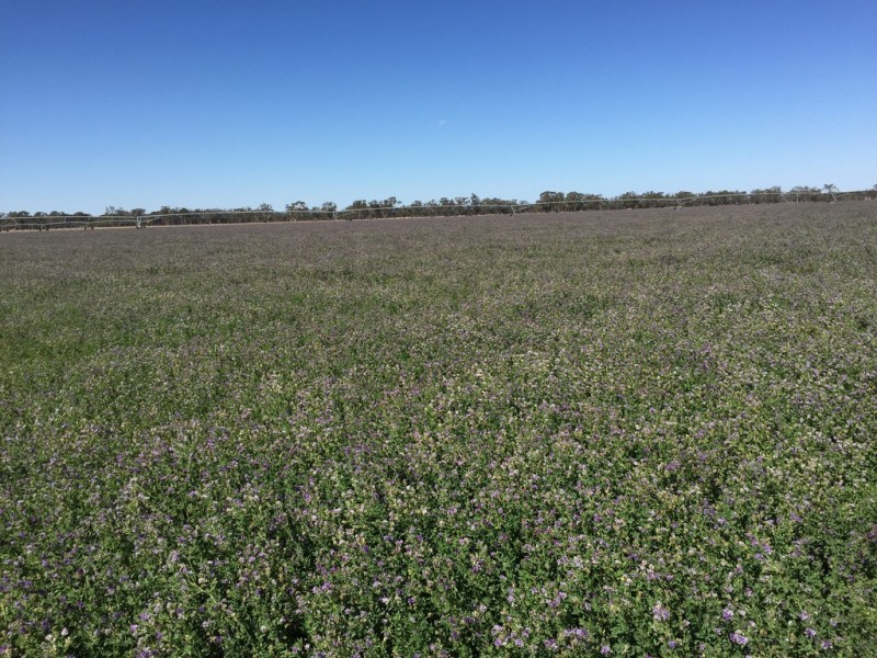 260 Crinogle Road, Frances SA 5262