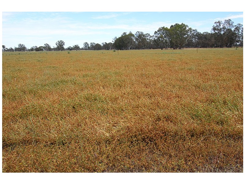 260 Crinogle Road, Frances SA 5262