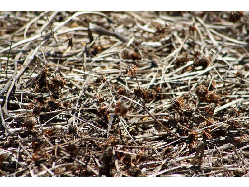 260 Crinogle Road, Frances SA 5262