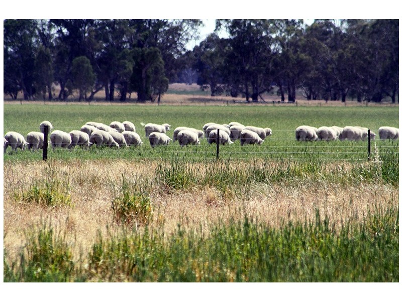 260 Crinogle Road, Frances SA 5262