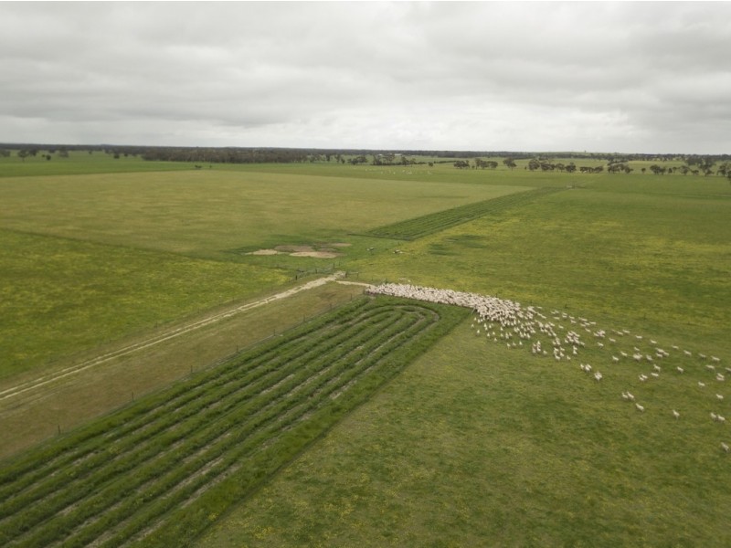 828 Padthaway Road, Mundulla SA 5270