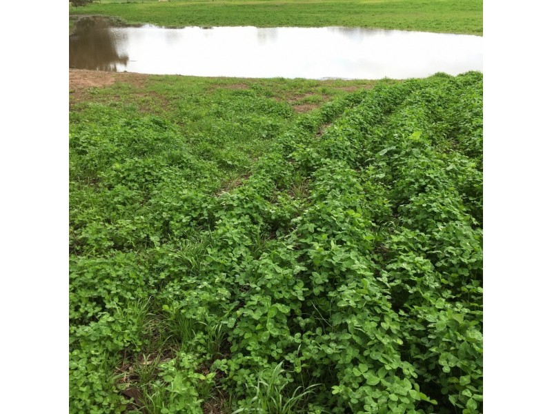 828 Padthaway Road, Mundulla SA 5270