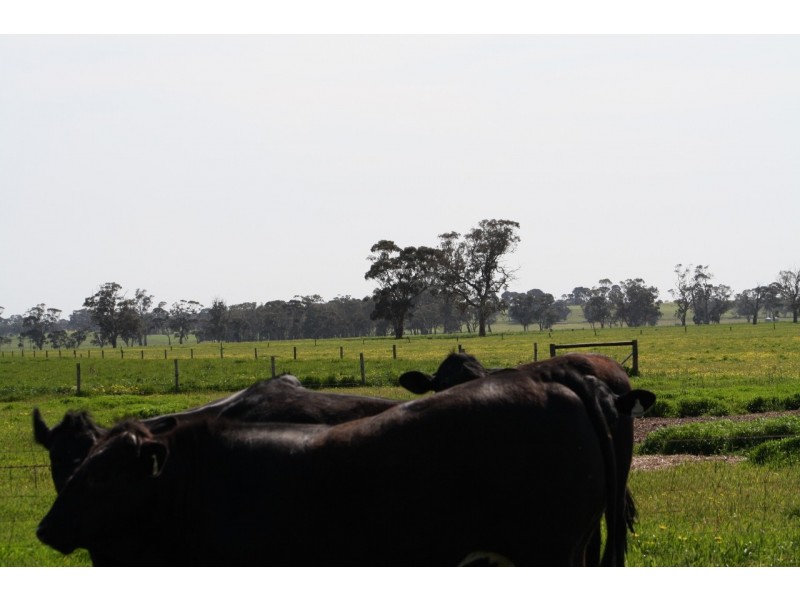 828 Padthaway Road, Mundulla SA 5270