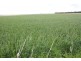 Naracoorte SA 5271