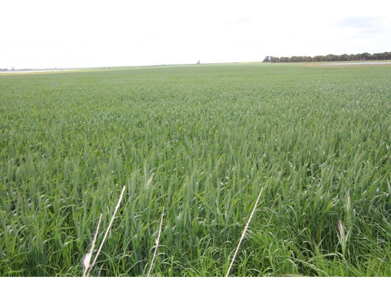 Naracoorte SA 5271