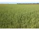 Naracoorte SA 5271
