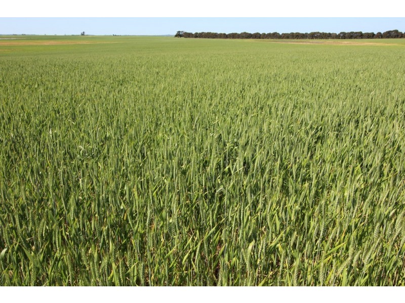 Naracoorte SA 5271