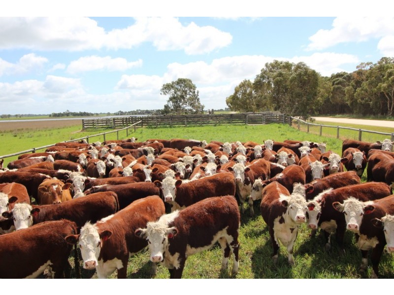 5 Moyhall Road, Naracoorte SA 5271