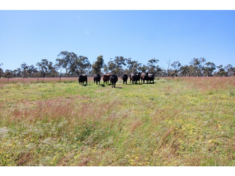 10373 Riddoch Highway, Naracoorte SA 5271