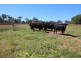 10373 Riddoch Highway, Naracoorte SA 5271