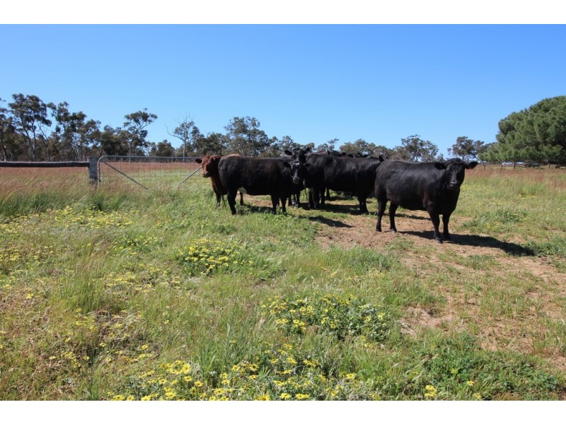 10373 Riddoch Highway, Naracoorte SA 5271