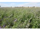 213 Carousel Road, Keith SA 5267
