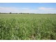 213 Carousel Road, Keith SA 5267