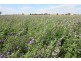 213 Carousel Road, Keith SA 5267