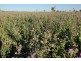 213 Carousel Road, Keith SA 5267