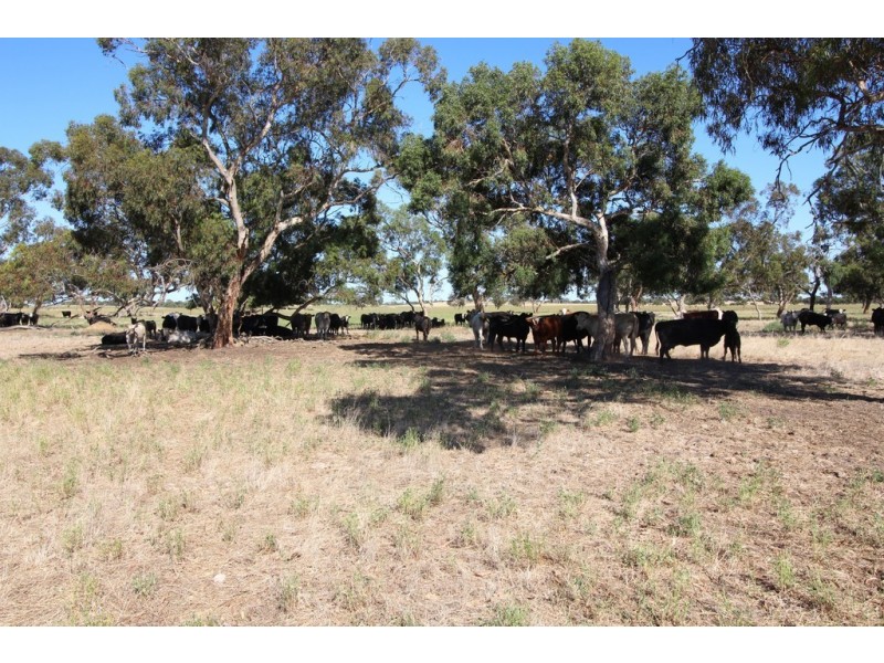 213 Carousel Road, Keith SA 5267