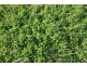 Lot 429 Hazels Road, Naracoorte SA 5271