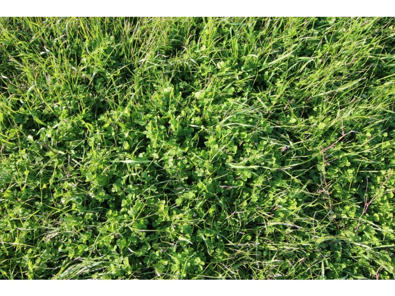 Lot 429 Hazels Road, Naracoorte SA 5271