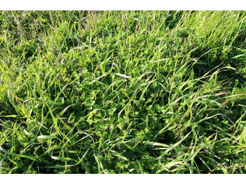 Lot 429 Hazels Road, Naracoorte SA 5271