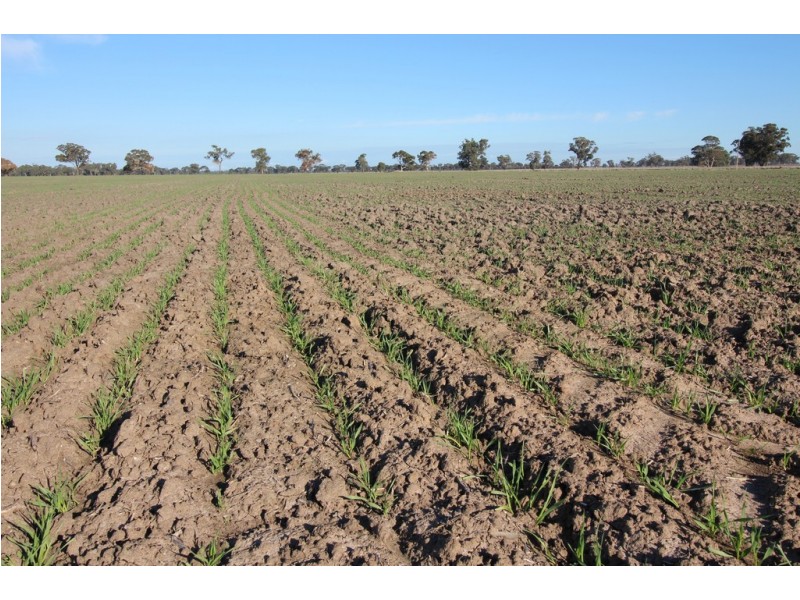 1273 Gap Road, Frances SA 5262