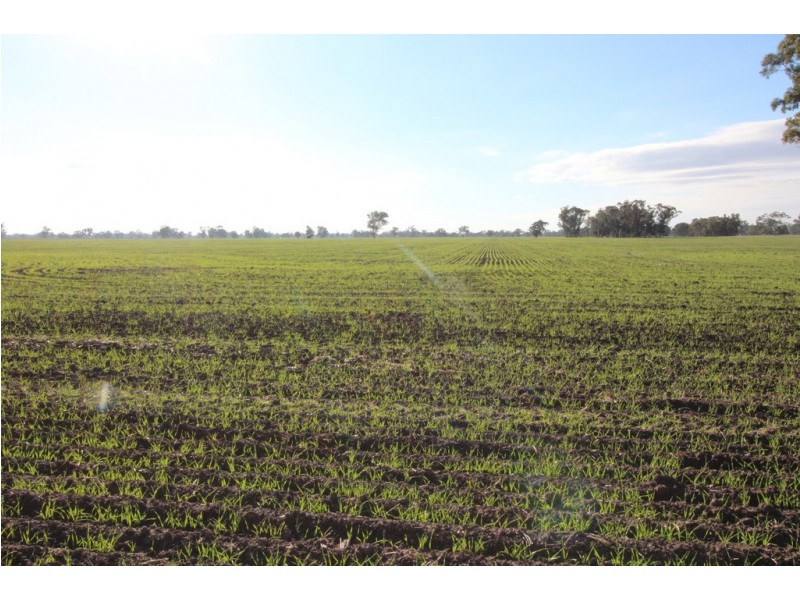 1273 Gap Road, Frances SA 5262