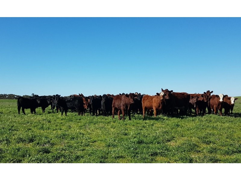 907 Pascoe Road, Coonalpyn SA 5265