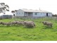 907 Pascoe Road, Coonalpyn SA 5265