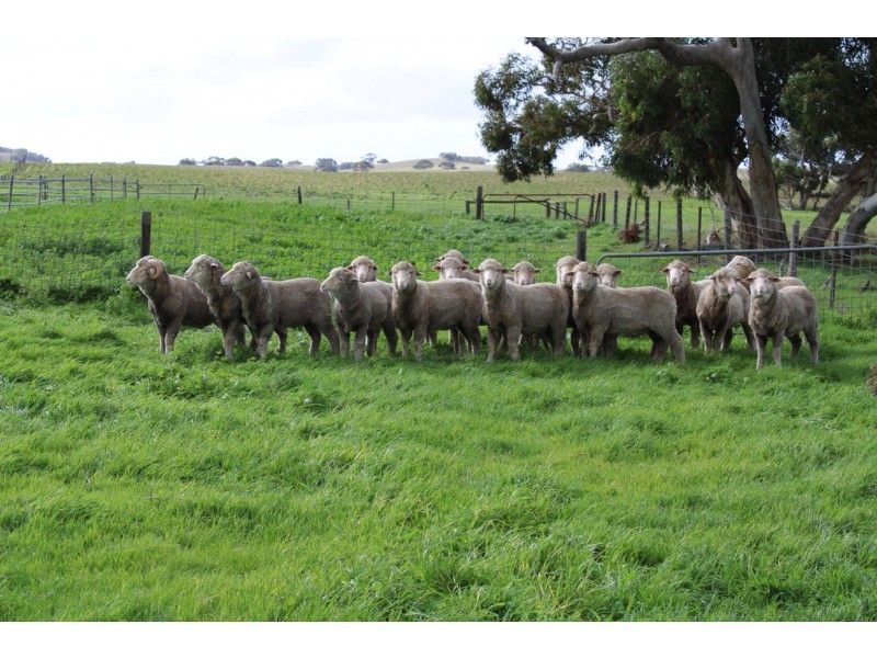 907 Pascoe Road, Coonalpyn SA 5265