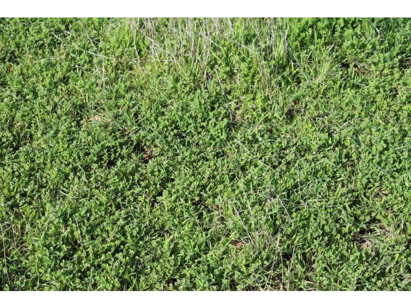 907 Pascoe Road, Coonalpyn SA 5265